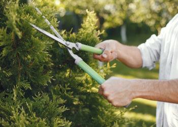 Man trimming bough of brush. Guy works in a backyard.