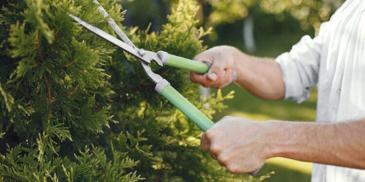 Man trimming bough of brush. Guy works in a backyard.