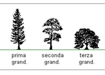 alberi giardini