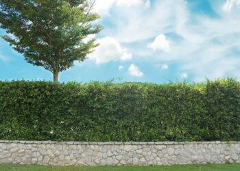 Grown tree with brick wall and ornamental shrub