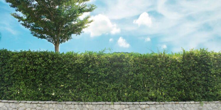 Grown tree with brick wall and ornamental shrub