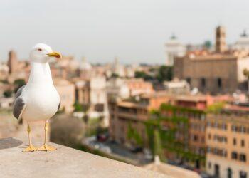 Closeup of a seagull with Rome city centre as background, Italy