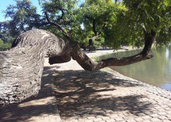 alberi inclinazione