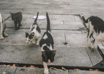 gatti in condominio