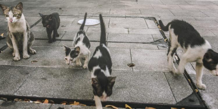 gatti in condominio