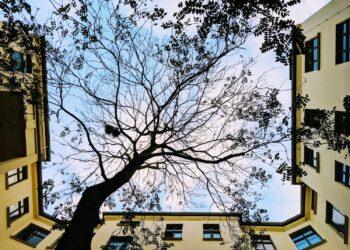 alberi