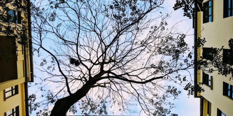 alberi